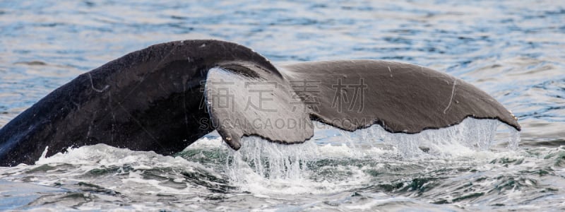 座头鲸,尾巴,水面,特写,在上面,长须鲸,鲸鲨,上下跳动,海底,鲸