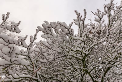 雪,克雷菲尔德,德国,特写,有包装的,式样,寒冷,北莱茵威斯特法伦州,水平画幅,无人