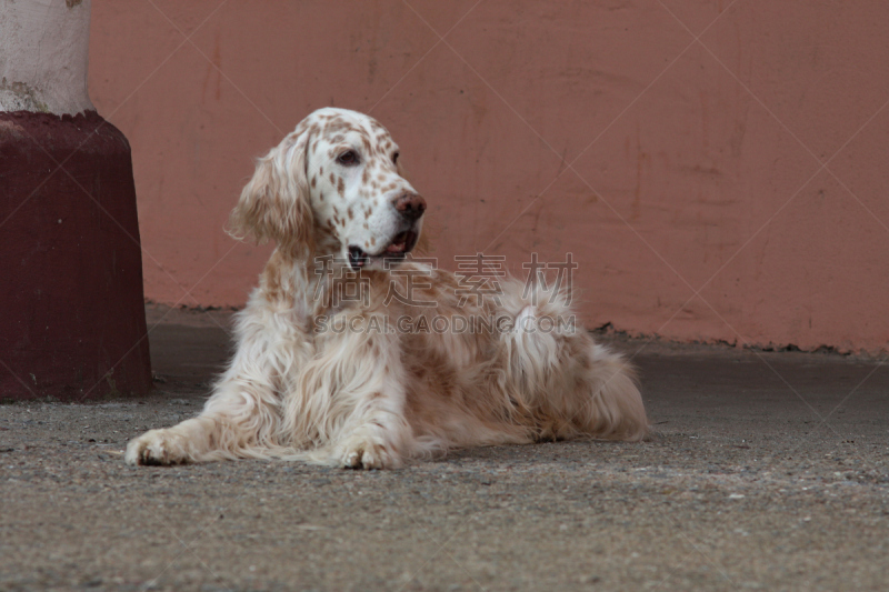 英格兰长毛猎犬,古典式,长发,狗,建筑,背景,白色,白屋顶间歇泉,catahoula leopard dog,赛特种猎狗