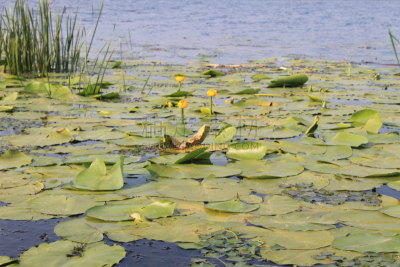 黄睡莲,仅一朵花,yellow water,滕黄八叠球菌,浮萍,水平画幅,无人,夏天,沼泽,户外