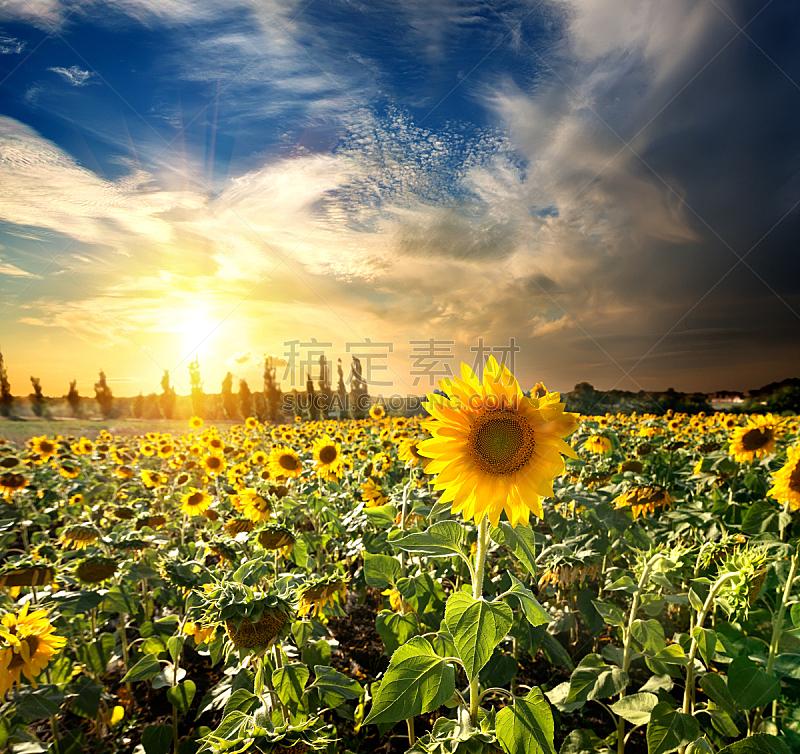 向日葵,日光,天空,夜晚,早晨,夏天,草,common sunflower,农作物,彩色图片