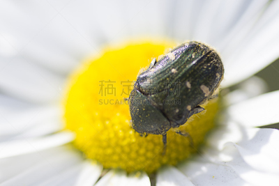 圣甲虫,昆虫,黄金,高阳市,自然,拍摄场景,野生动物,水平画幅,生物,无人