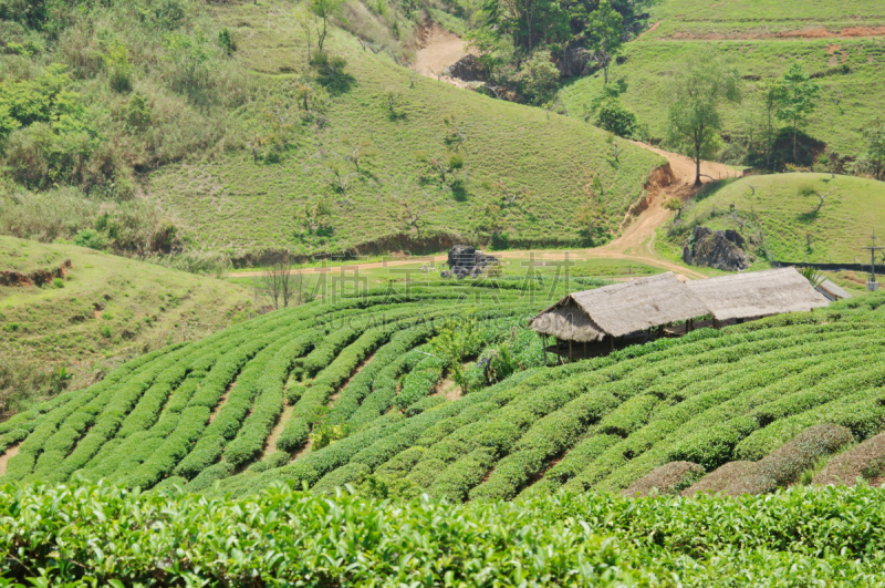 茶树,泰国,北,绿色,成一排,水平画幅,山,景观设计,户外,草药