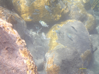 水下,水,水平画幅,水肺潜水,沙子,无人,软体动物,泥土,湿,野外动物