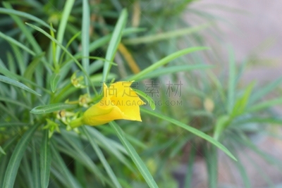 夹竹桃,黄色,园林,响尾蛇辣椒,可食用花,小号,坚果壳,美,水平画幅,无人