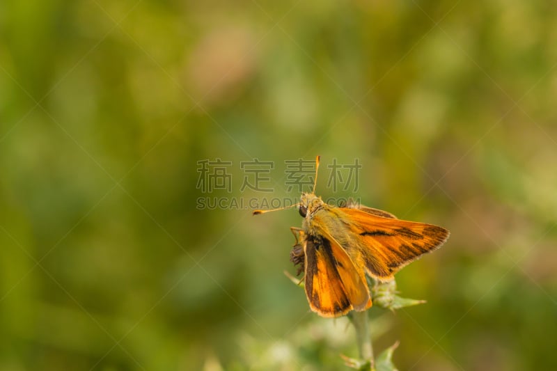 林地弄蝶,船长蝴蝶,自然,水平画幅,生物,无人,节肢动物,户外,生物学,特写