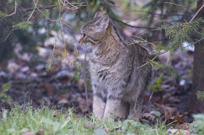 草地,水平画幅,野猫,户外,哺乳纲,欧洲野猫,猫,草类,动物,坐
