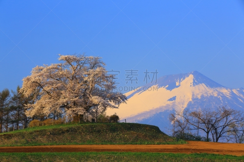 岩手山,鱼卵,樱桃树,八幡平山,八幡平市,吉野樱花,天空,草原,水平画幅,无人