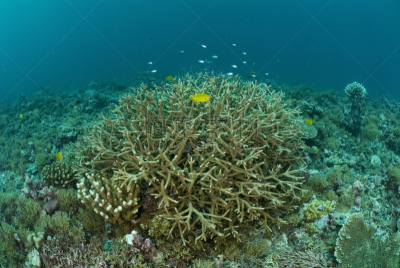 鹿角珊瑚,手指珊瑚,自然,水平画幅,印度洋,无人,水下,塞舌尔,海洋生命,礁石