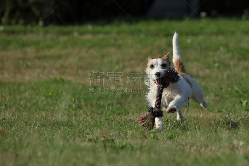 杰克拉瑟短腿犬,体育比赛,纯种犬,水平画幅,嬉戏的,梗犬,哈巴狗,福克斯猎狐犬,2015年,猎犬