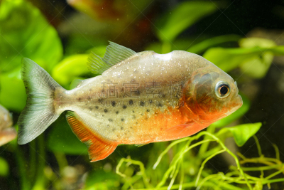 水族馆,鱼类,水,水平画幅,动物学,水下,尖利,特写,水虎鱼,红腹水虎鱼