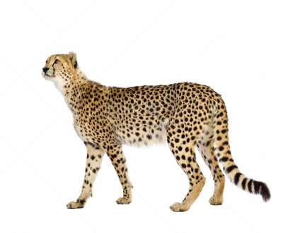 猎豹,野生猫科动物,野生动物,水平画幅,无人,侧面像,猫科动物,白色背景,背景分离,腮须