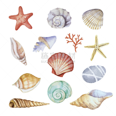 贝壳,水彩画,形状,软体动物,绘画插图,海扇壳,海产,夏天,计算机制图,计算机图形学