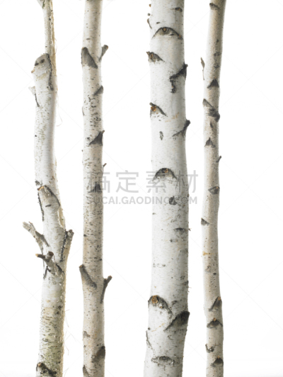 绒毛桦树,白桦,自然,垂直画幅,白色,彩色图片,无人,户外,树林,摄影