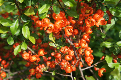 绿色,皱皮木瓜,红色,茶花,美,水平画幅,无人,光,特写,俄罗斯
