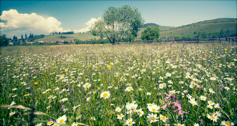 Summer meadow