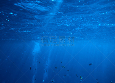 水下,非凡的,背景,岩生豆娘鱼,斑马鱼,软珊瑚,热带淡水鱼,水,水平画幅,无人