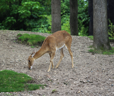 brow-antlered deer,美,水平画幅,无人,动物身体部位,草,眉毛,人的眼睛,哺乳纲,汉堡包
