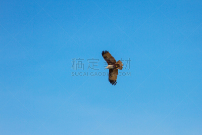 栗鸢,天空,长焦镜头,美,水平画幅,鸟类,动物身体部位,户外,泰国,黑肩鸢