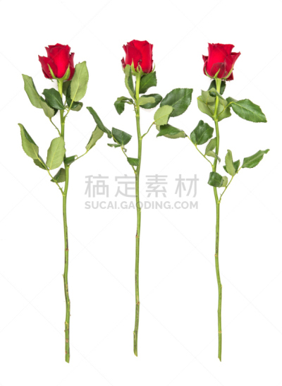 叶子,玫瑰,白色背景,红色,绿色,分离着色,垂直画幅,贺卡,艺术,无人