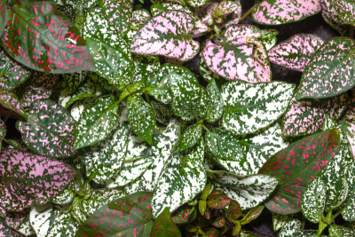 hypoestes,叶子,气促,色彩鲜艳,美,水平画幅,科学,特写,植物,彩色图片