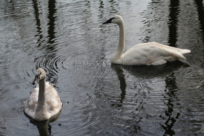 trumpeter swan,水,美,水平画幅,无人,鸟类,户外,湖,水禽,白色