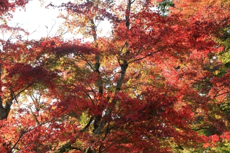 autumn leaves (red)