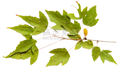 绘画插图,阴影,干的,分离着色,食用油,枫叶,摄影,爆炸,布置,绘制