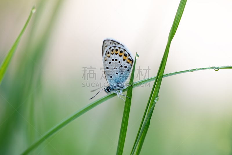 灰蝶科蝴蝶,金翅蝶,山脉蓝知更鸟,刀刃草,水平画幅,蝴蝶,无人,夏天,生物学,草