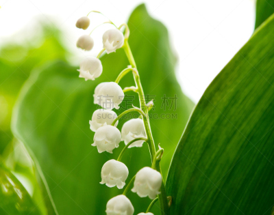 铃兰,自然,水平画幅,枝繁叶茂,无人,户外,百合花,脆弱,山谷,植物学
