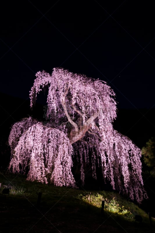 夜晚,垂枝樱花,长野城, 高山市,长野县,樱花,垂直画幅,天空,美,新的