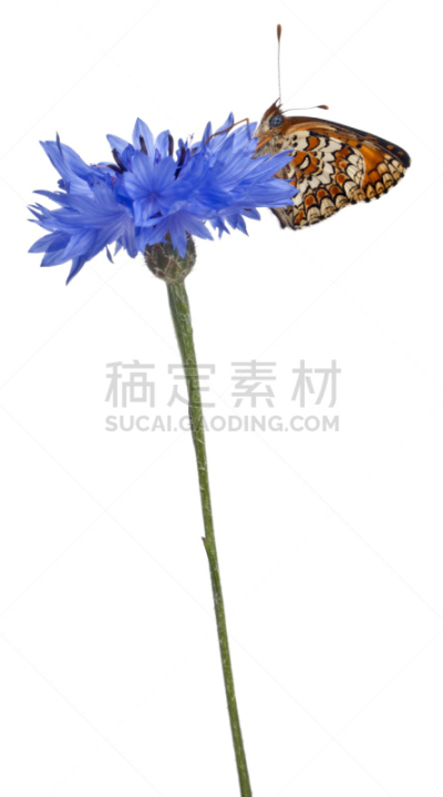 白色背景,矢车菊,大网蛱蝶,豹纹蝶,垂直画幅,蝴蝶,无人,动物身体部位,仅一朵花,动物主题