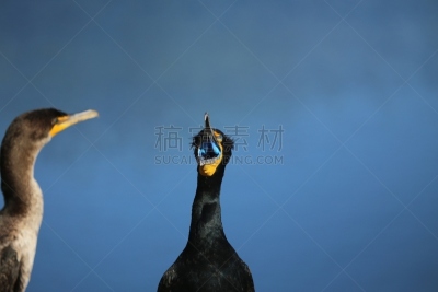 双冠鸬鹚,自然,野生动物,水平画幅,蓝色,鸟类,户外,湖,特写,海洋