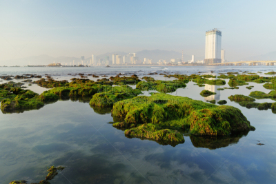 海草,海滩,岩石,绿色,早晨,水,天空,水平画幅,芽庄,无人