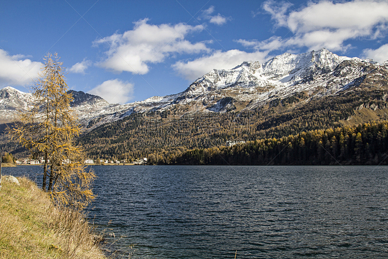 秋天,湖,席尔斯玛丽亚,水平画幅,无人,户外,针叶树,瑞士,落叶松,山