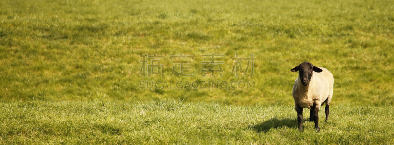 留白,草,一只动物,多西特羊,杂交绵羊,阿德莱德市,麦茬,母羊,水平画幅,注视镜头