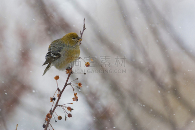 雌性动物,松雀,大风雪,天空,美,海棠,水平画幅,雪,鸟类,动物身体部位