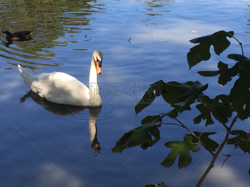 柏树,树林鸭,树桩,水,朱鹭,沼泽,湖,草,天鹅,藓沼