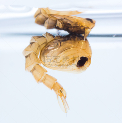 茧,蚊子,垂直画幅,水,水下,生物学,登革热,特写,痛苦,害虫