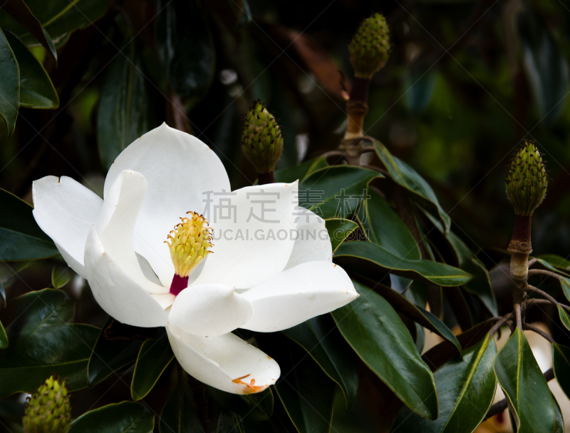 玉兰类,花朵,一个物体,槲树,月桂树,白色,自然,图像,自然美,花瓣