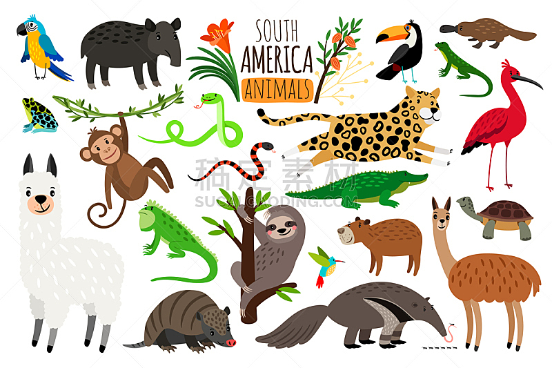 卡通,动物,矢量,貘,白色,南美,鬣蜥蜴,南美洲虎猫,大羊驼,犰狳