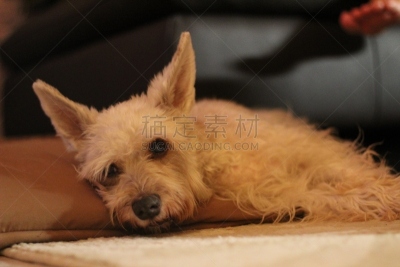 颈枕,认真的,美国,水平画幅,悲哀,狗,犬科的,休息,依靠,摄影