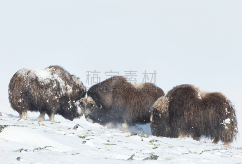 麝牛,雪,山,雄性动物,牛车,冰河时代,兽力车,阿拉斯加,羊毛,公牛