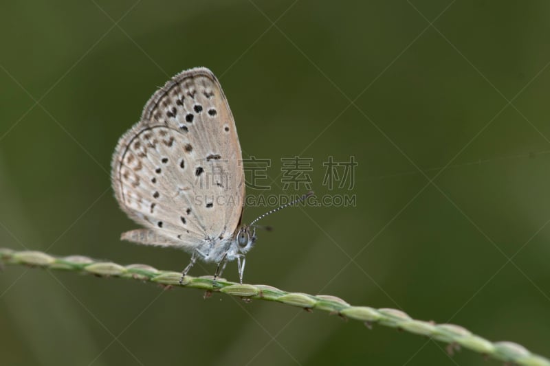 美,公园,褐色,水平画幅,早晨,动物身体部位,夏天,户外,草,特写