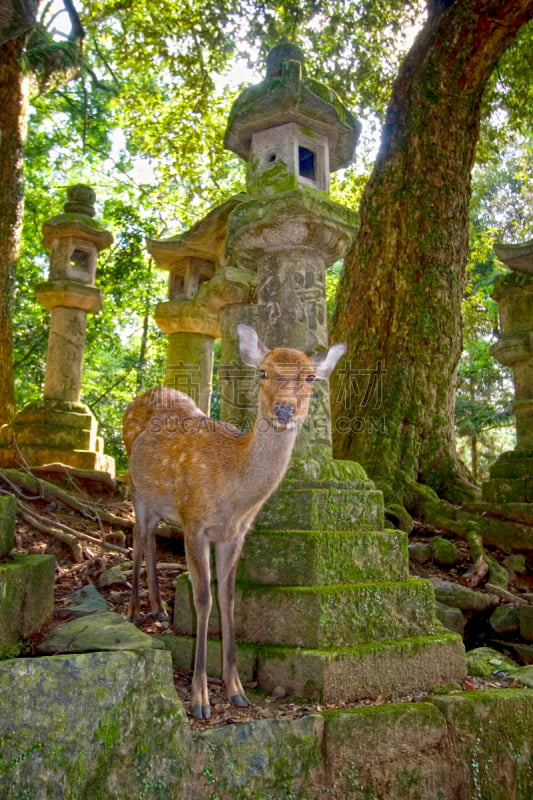 春日大社,奈良县,日本,鹿,药师寺,日本之神道教,垂直画幅,纪念碑,灵性,灯笼