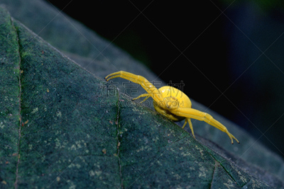黄色,蜘蛛,黄花蛛,蟹蛛,秋麒麟草属,自然,水平画幅,绿色,无人,蜘蛛纲