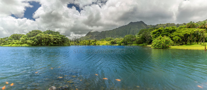 湖,全景,柯劳山脉,卡内奥赫,锦鲤,夏威夷,热带淡水鱼,瓦胡岛,水,天空