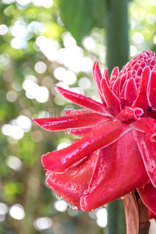 仅一朵花,torch ginger,gingerlily,自然,垂直画幅,美,生态旅游,野生植物,抗氧化物,2015年