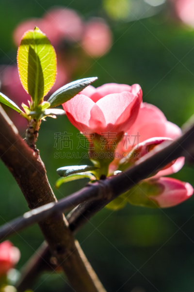 温柏,花朵,皱皮木瓜,茶花,垂直画幅,美,留白,无人,美人,纯净