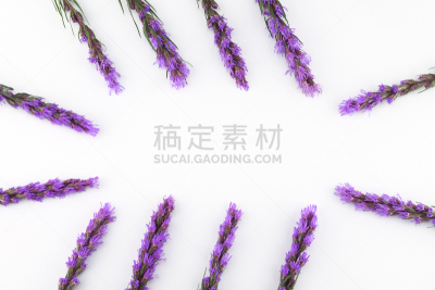 鹿舌草,紫色,白色背景,留白,贺卡,芳香的,水平画幅,星星,无人,夏天